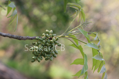 Lannea coromandelica